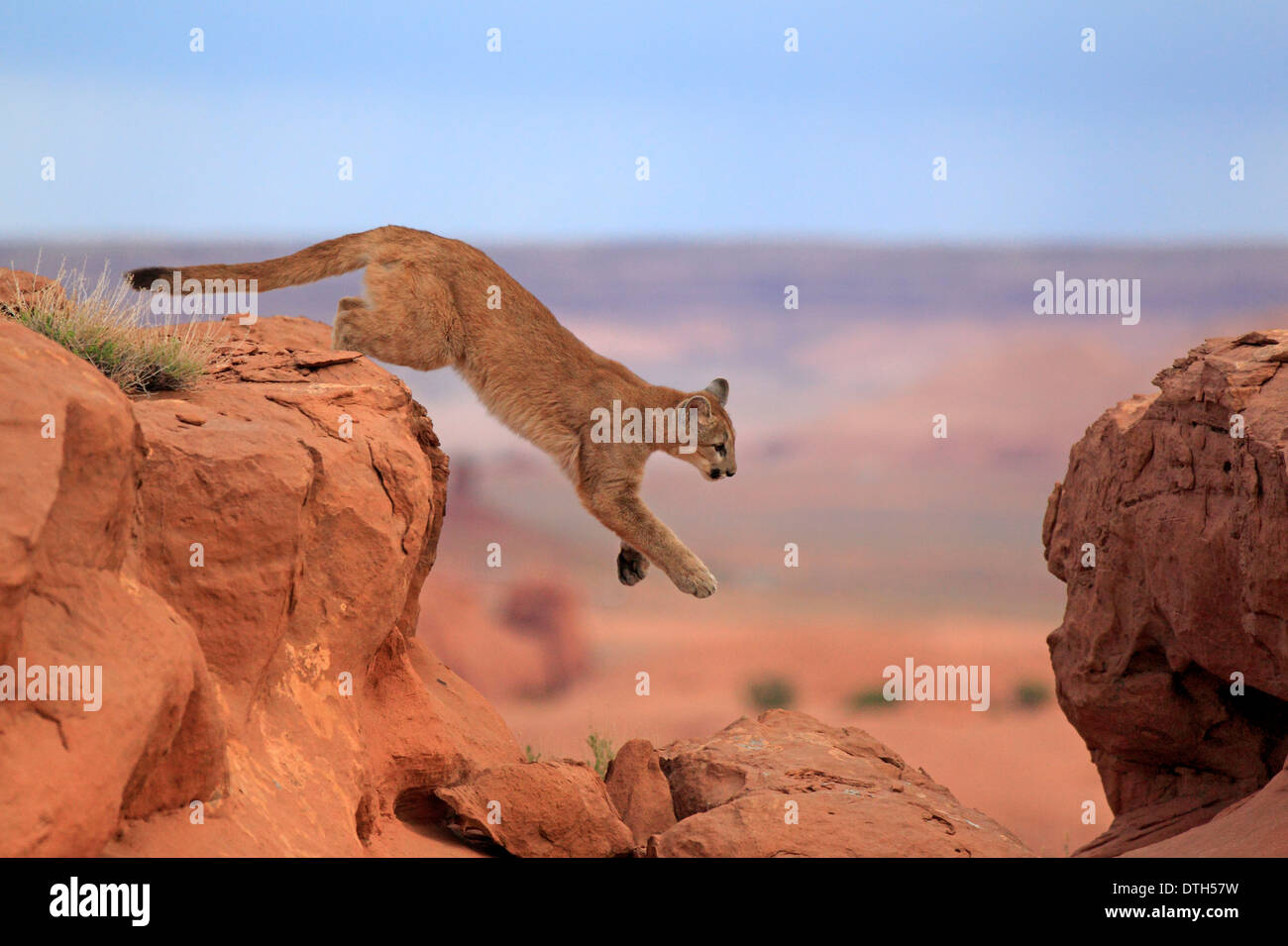 Mountain Lion Monument Valley, Utah, Stati Uniti d'America / (Felis concolor) Foto Stock