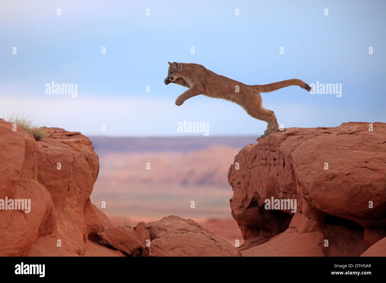 Mountain Lion Monument Valley, Utah, Stati Uniti d'America / (Felis concolor) Foto Stock