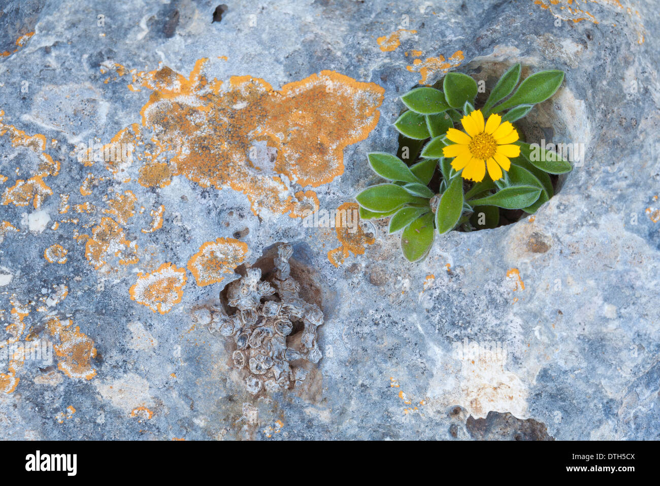 Asteriscus maritimus fiore su un lichen coperte di roccia calcarea vicino la riva del mare. Area di Manacor,Maiorca, isole Baleari, Spagna Foto Stock