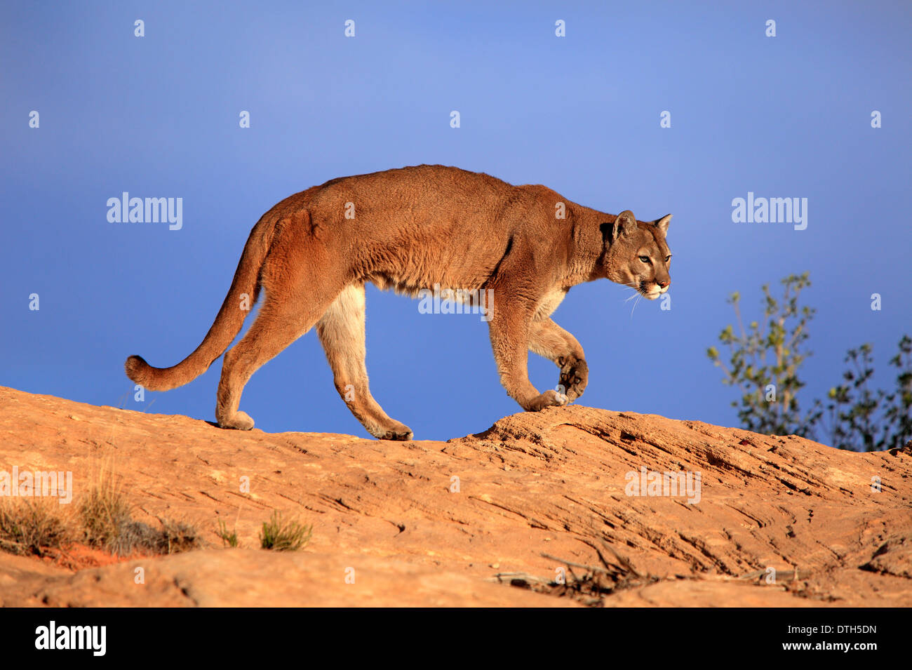Mountain Lion Monument Valley, Utah, Stati Uniti d'America / (Felis concolor) Foto Stock