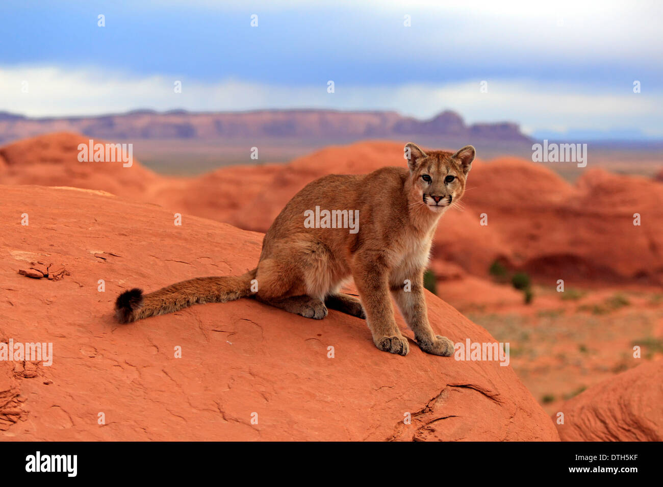 Mountain Lion Monument Valley, Utah, Stati Uniti d'America / (Felis concolor) Foto Stock