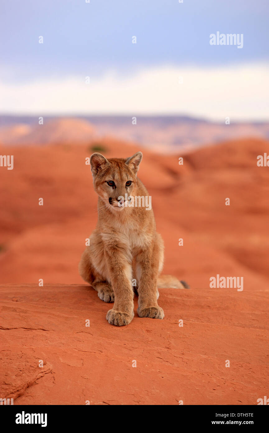 Mountain Lion Monument Valley, Utah, Stati Uniti d'America / (Felis concolor) Foto Stock