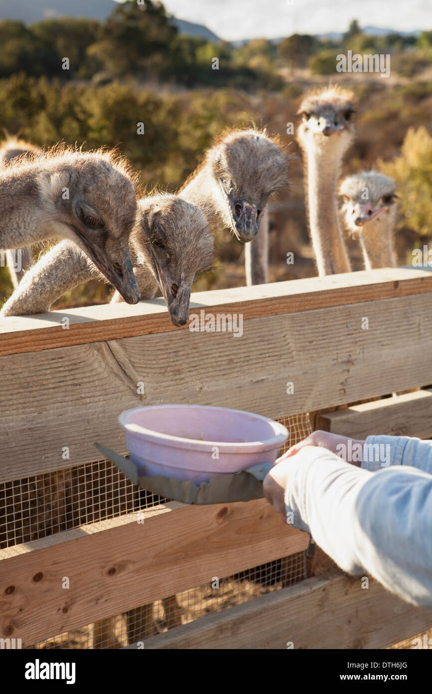 Visitatore alimentando lo struzzo, Ostrichland, Solvang, Santa Ynez Valley, California, Stati Uniti d'America Foto Stock