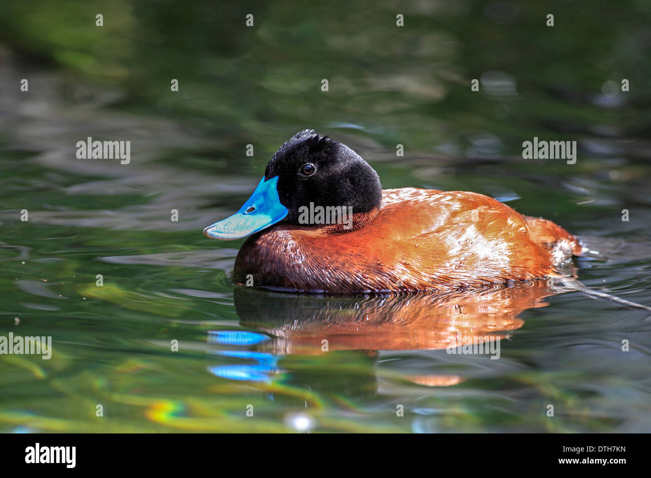 Lago Argentino anatra maschio / (Oxyura vittata) / Blu Argentina-bill, Argentine Ruddy Duck Foto Stock