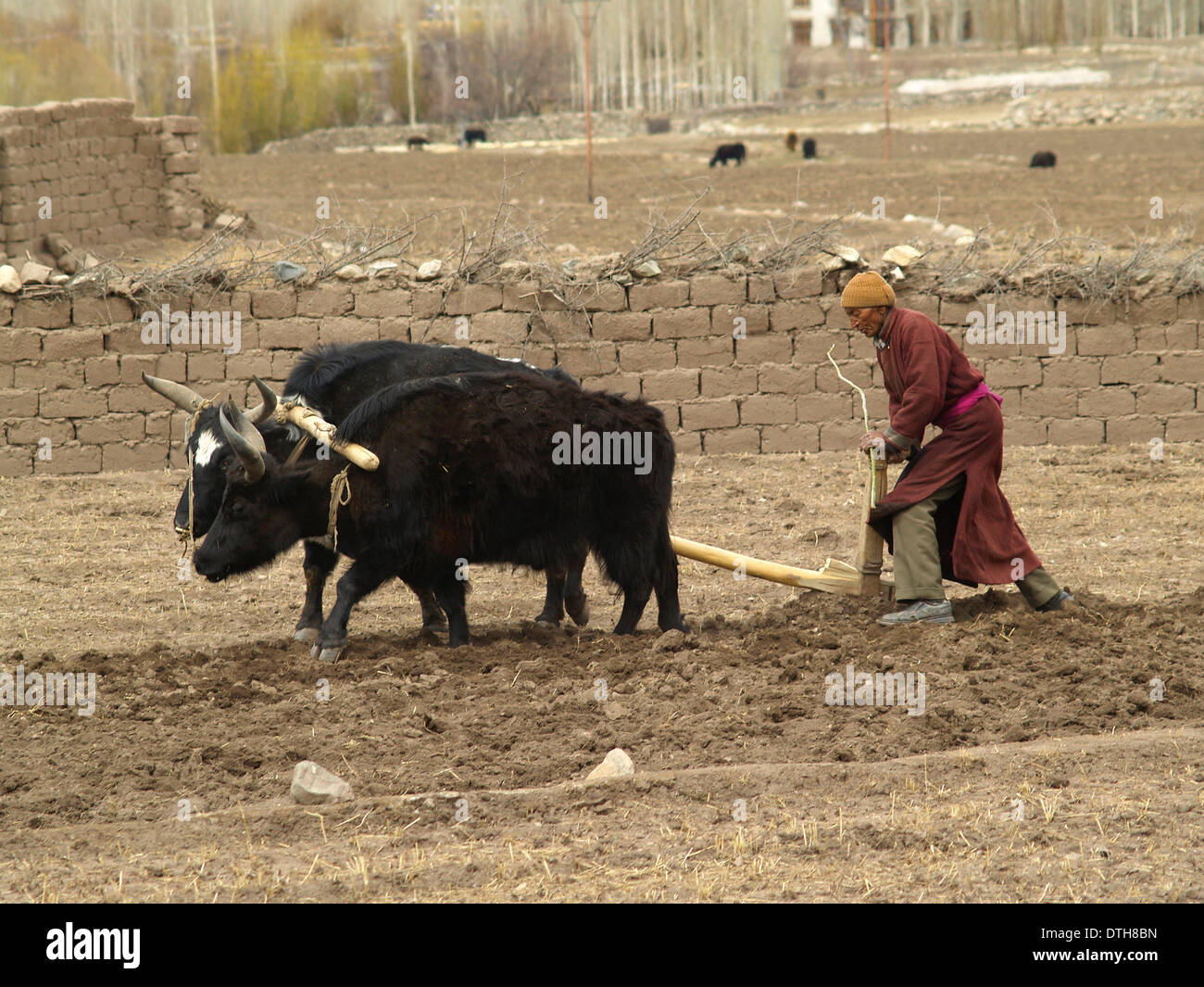 Un agricoltore con un team di aratri dzos mediante i metodi antichi in Ladakh,l'India Foto Stock
