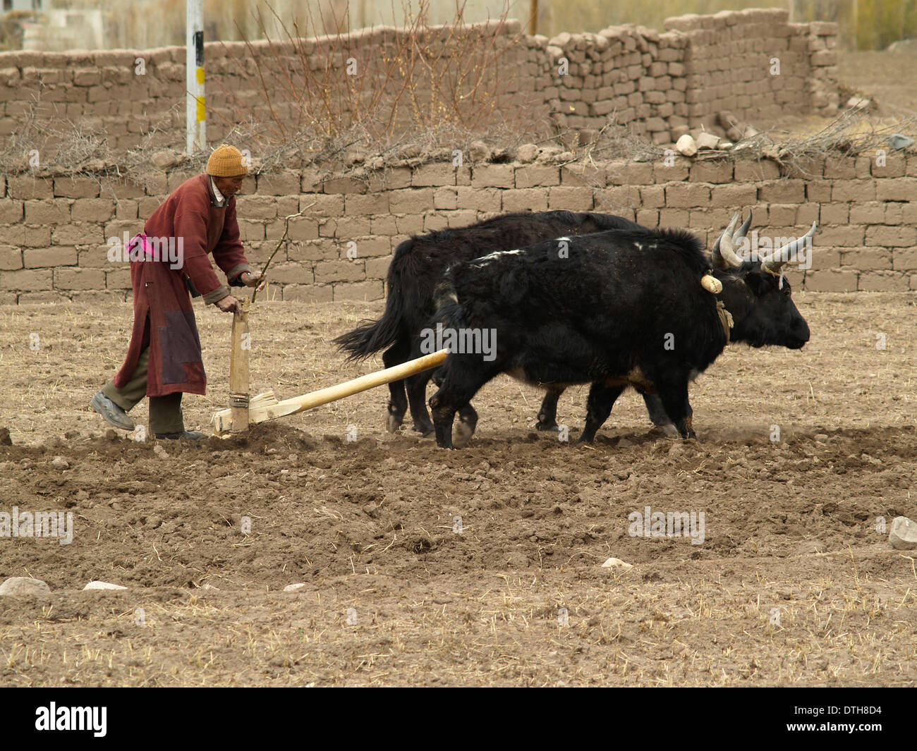 Un contadino ara da antichi metodi con un team di dzos,Ladakh,l'India Foto Stock