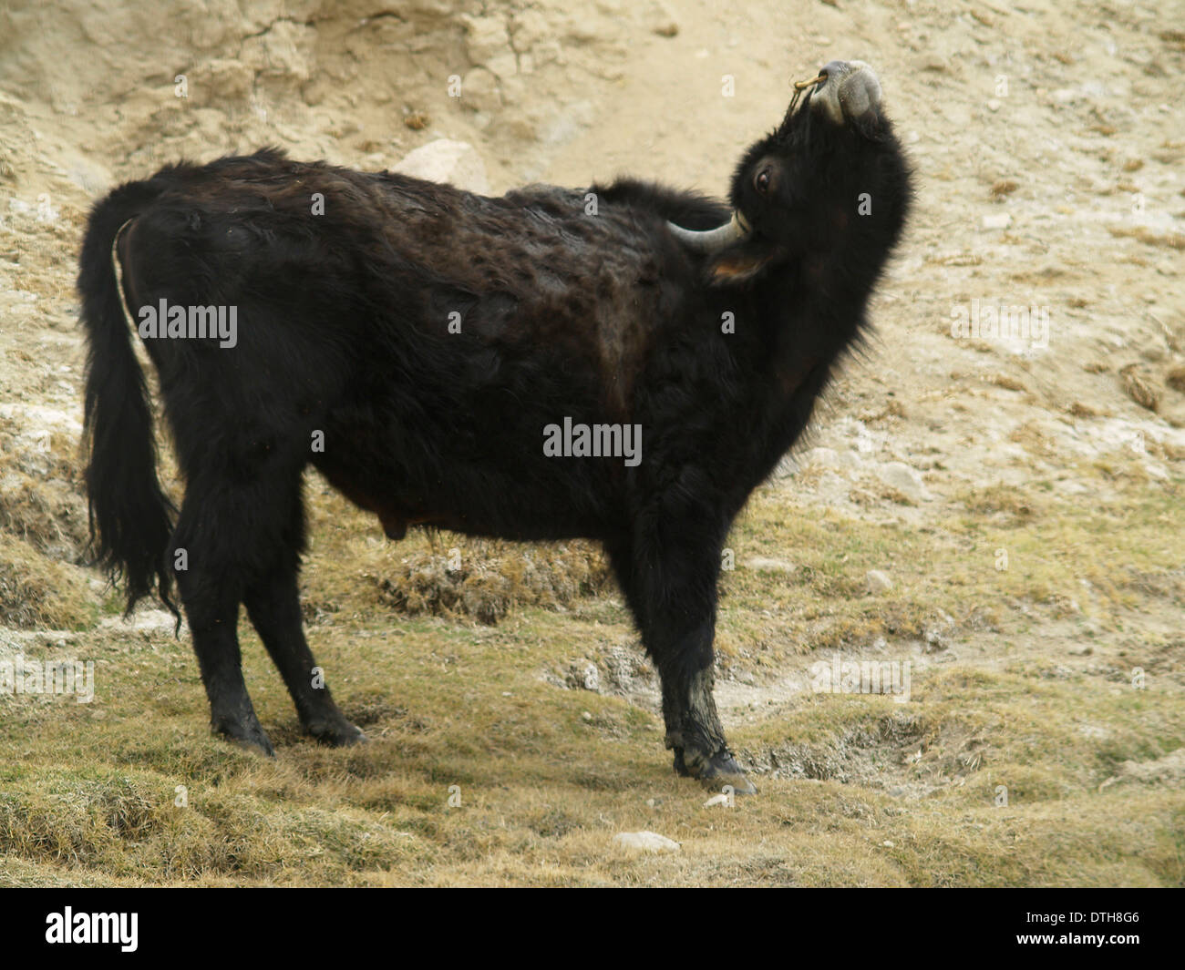 Un dzo, un ibrido di capi di bestiame e yak,Ladakh,l'India Foto Stock