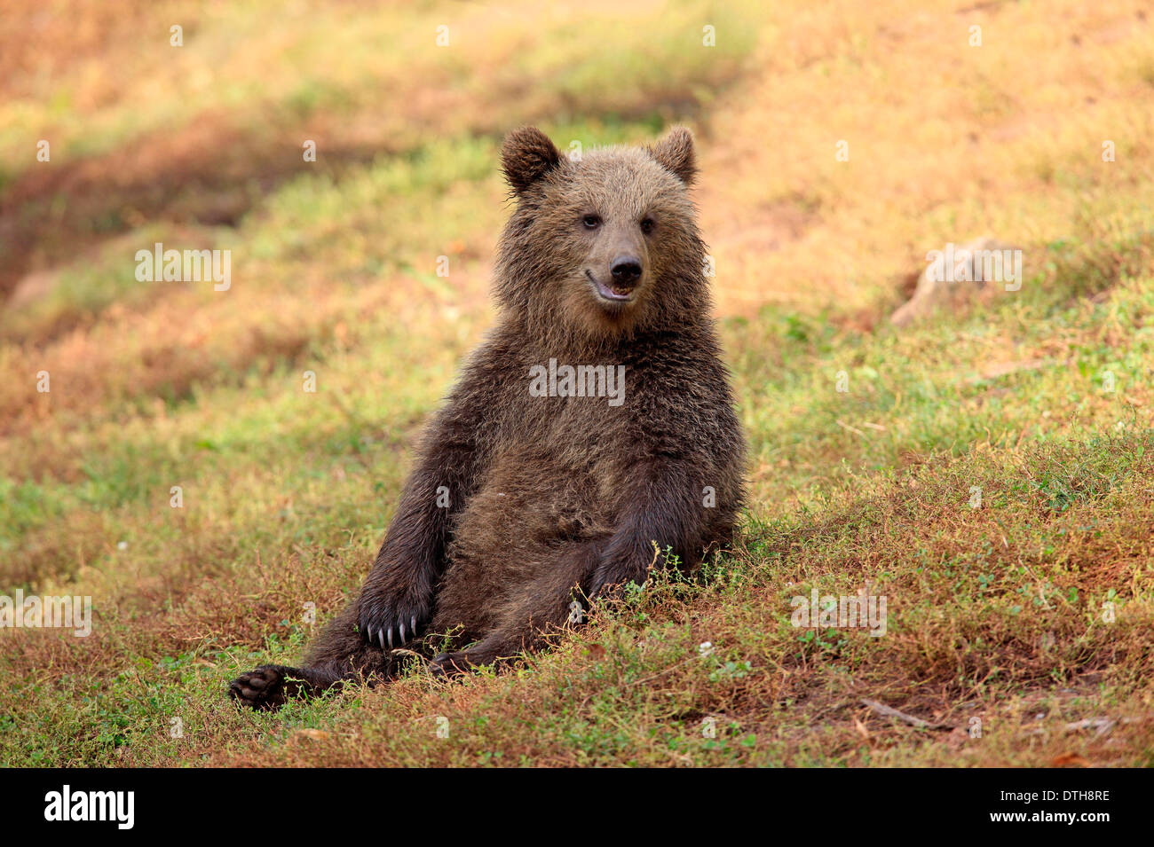 Unione di orso bruno cub / (Ursus arctos) Foto Stock