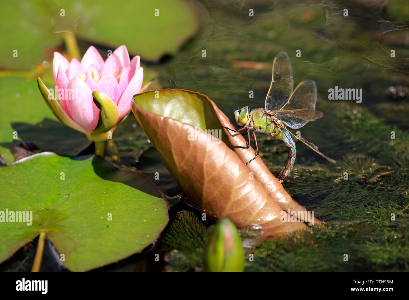L'imperatore Dragonfly, Renania-Palatinato, Germania / (Anax imperator) Foto Stock