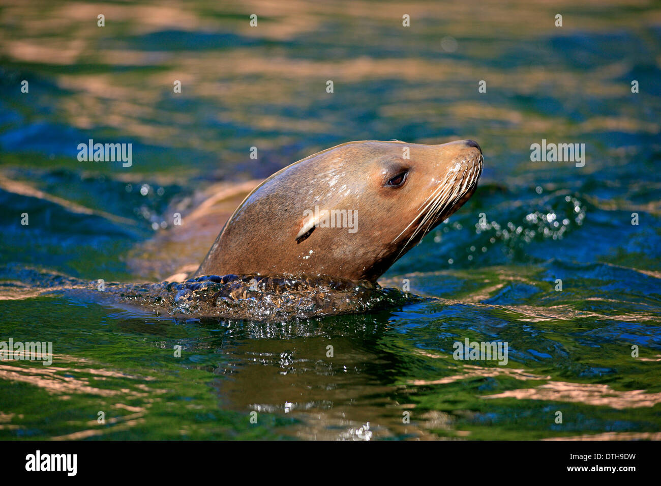 Californian Sea Lion, femmina / (Zalophus californianus) Foto Stock