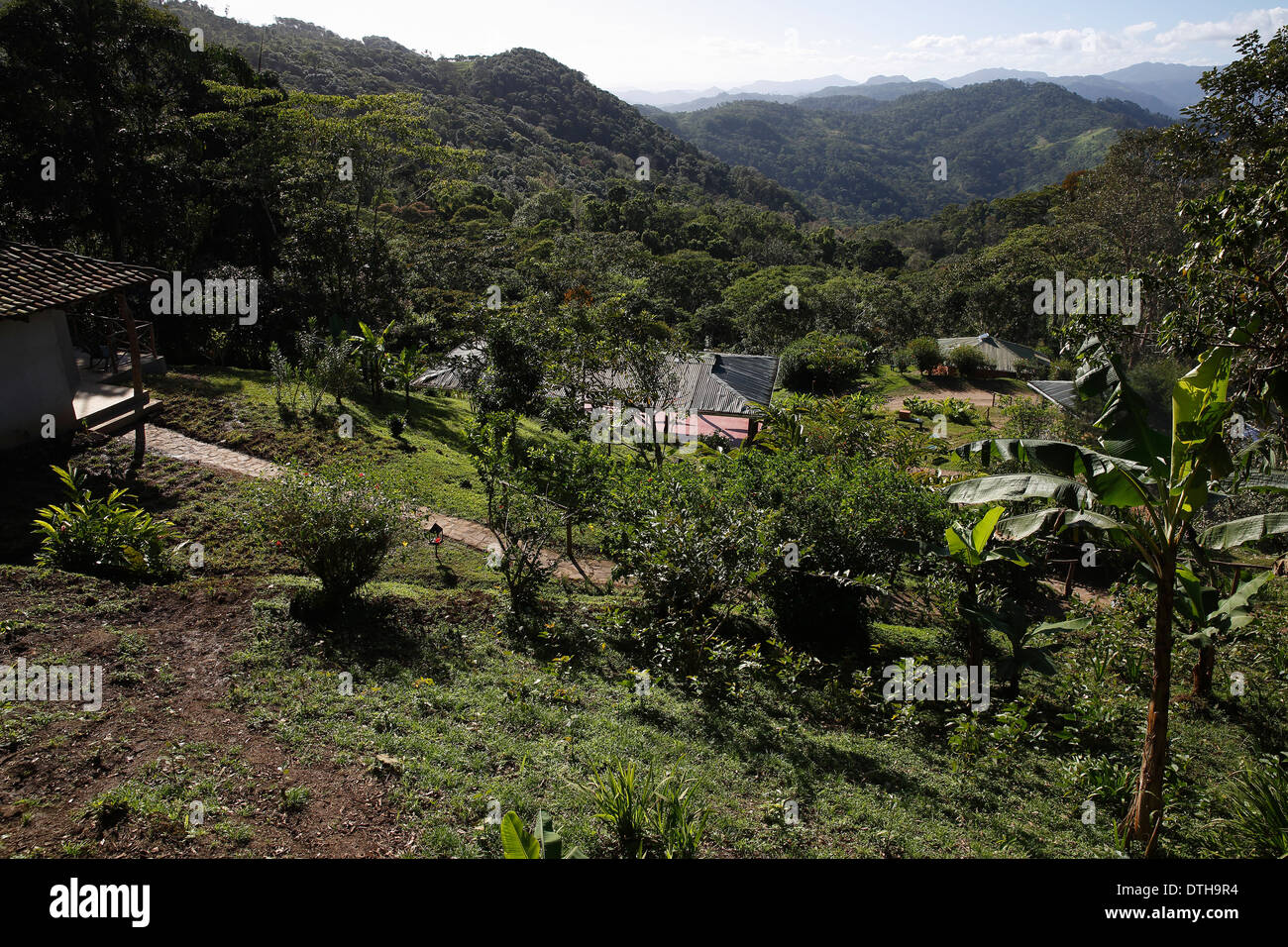 Ombra-cresciute piantagione di caffè, Finca Esperanza Verde, San Ramon, in Nicaragua Foto Stock