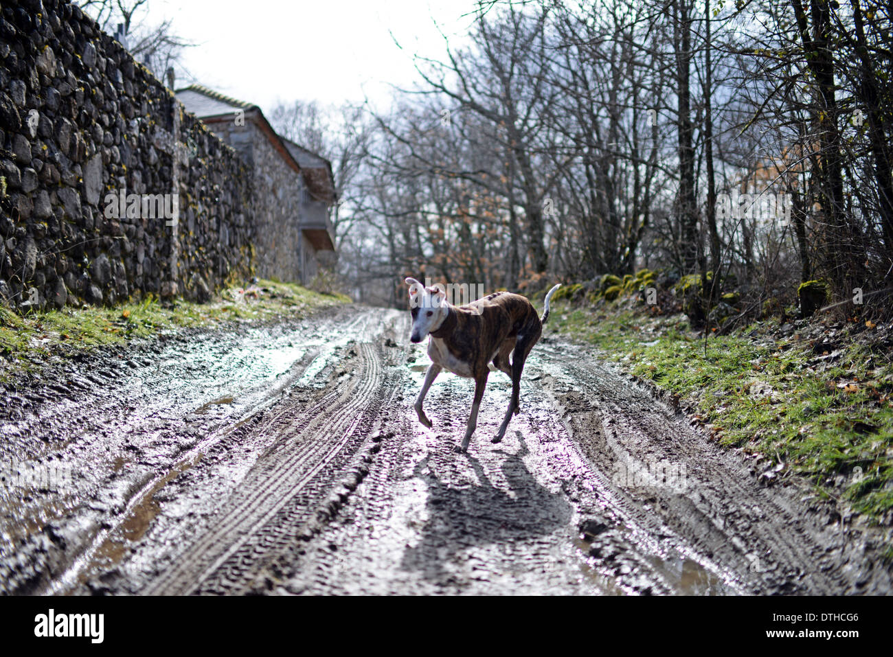 Levriero spagnolo nel sentiero di montagna Foto Stock