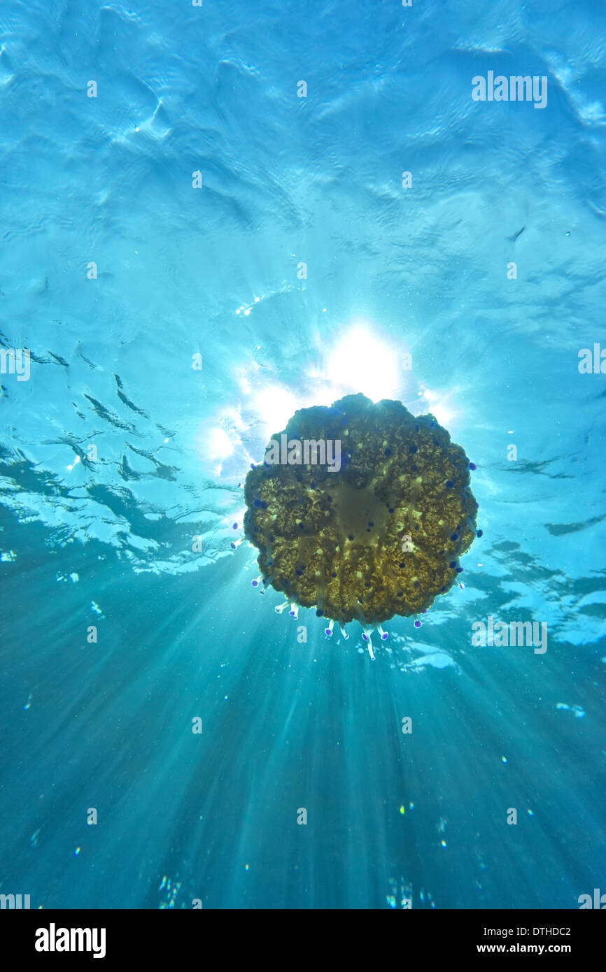 Vista subacquea di meduse (Cotylorhiza tuberculata) con il sole in background. Maiorca, isole Baleari, Spagna Foto Stock