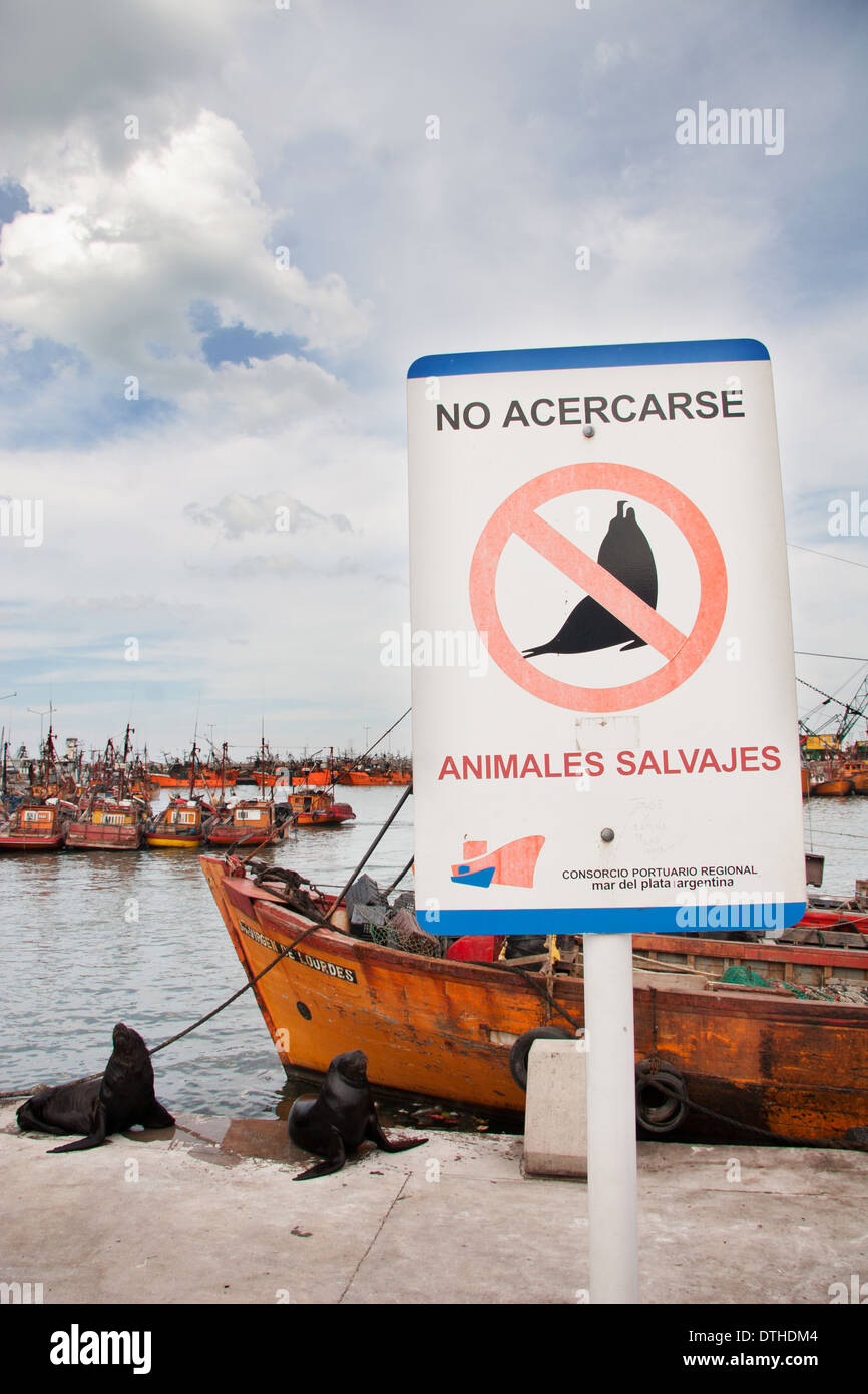 Porto di pesca e i leoni di mare, Mar del Plata, Argentina Foto Stock