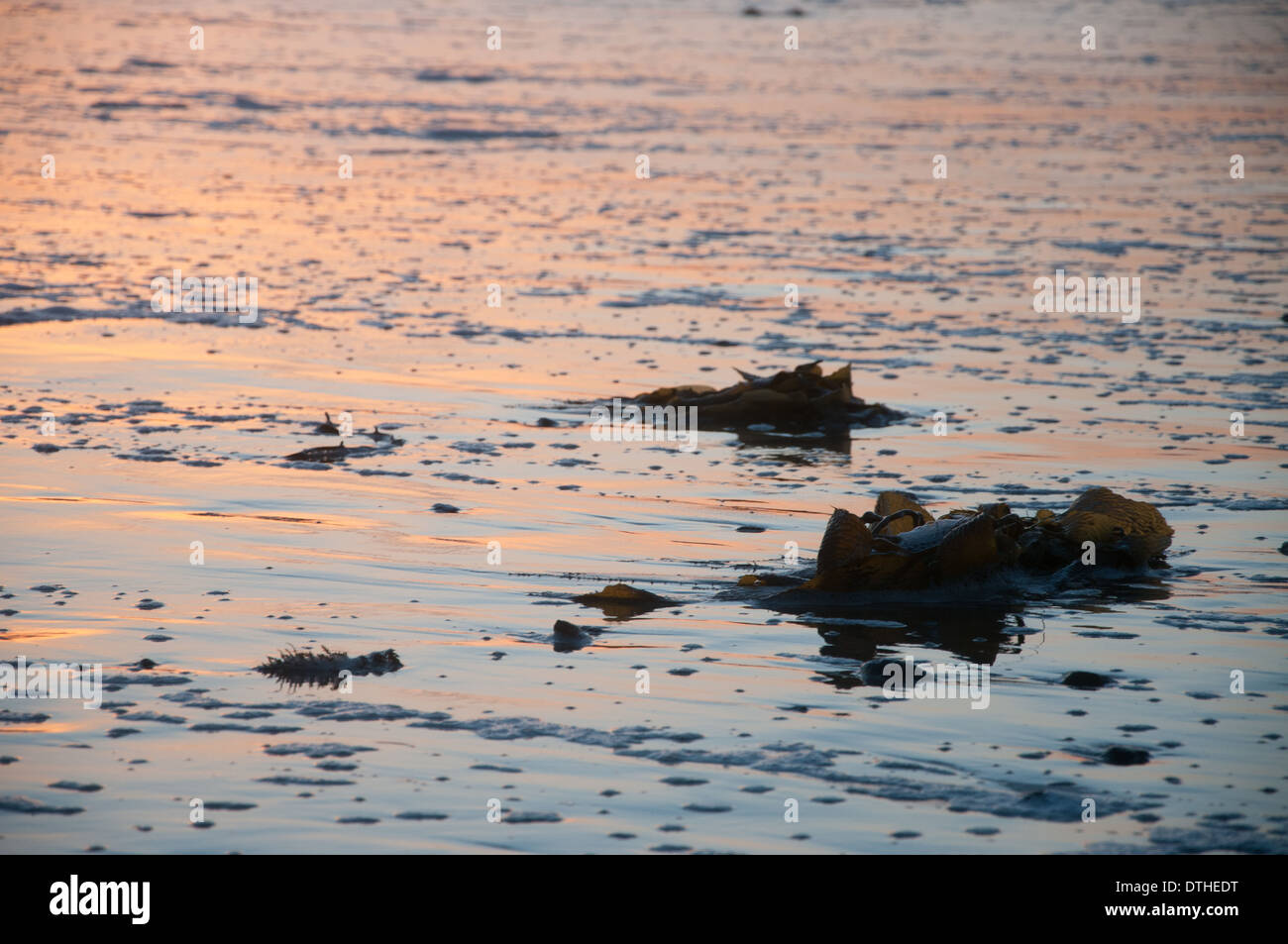 Kelp sulla spiaggia durante il tramonto con bella luce Foto Stock