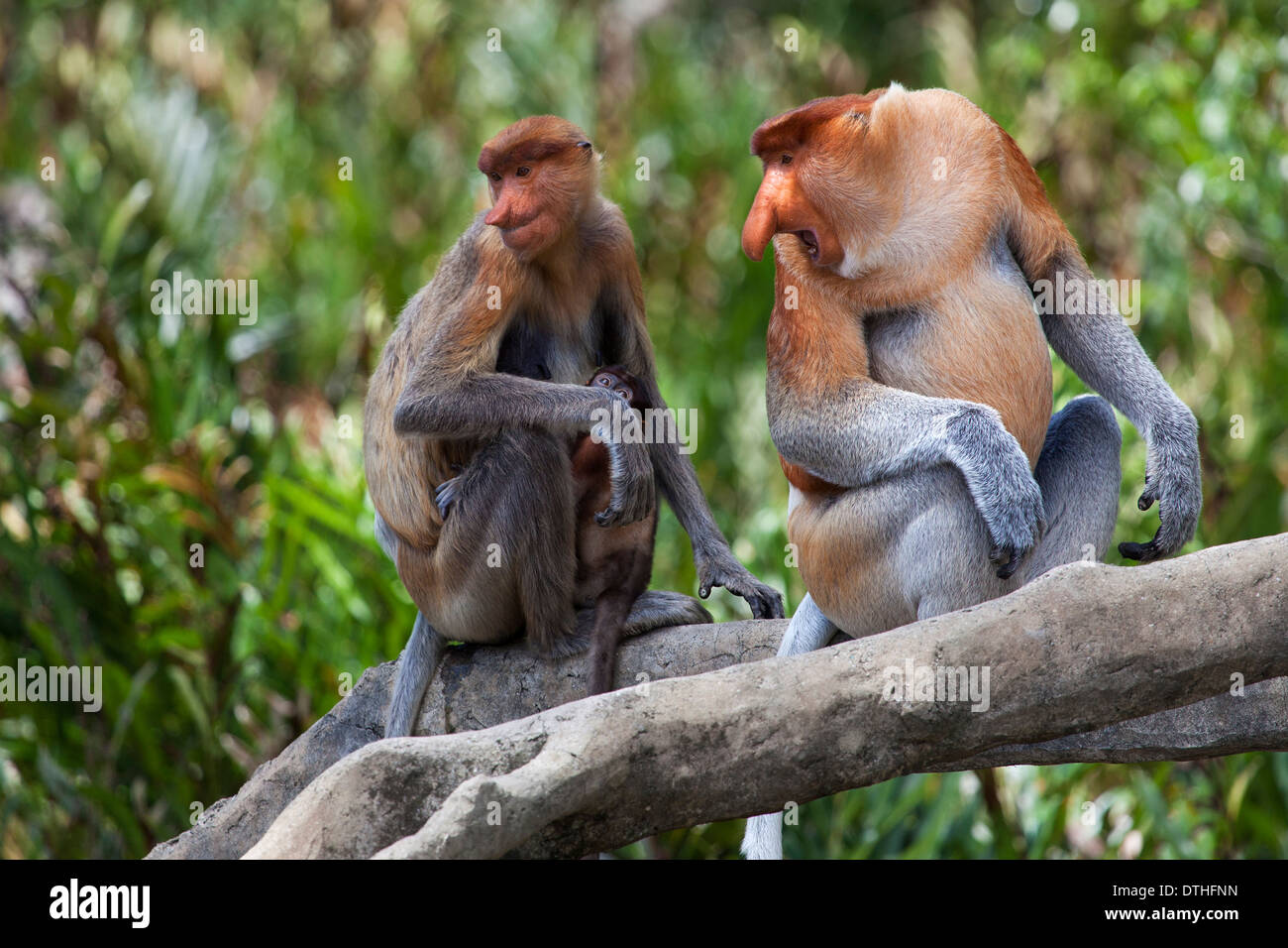 Wild proboscide scimmie (Nasalis larvatus) nel Borneo, Malaysia Foto Stock