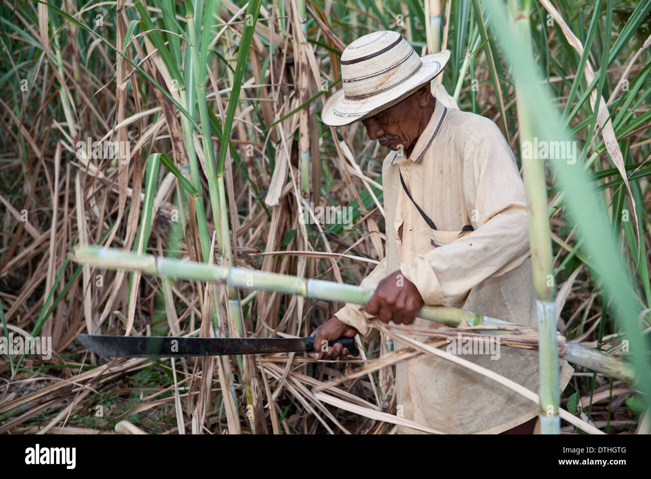 Il contadino panamense sta raccogliendo la canna da zucchero nella sua piccola fattoria a El Rosario vicino a Penonome nella provincia di Cocle, Repubblica di Panama, America Centrale. Foto Stock