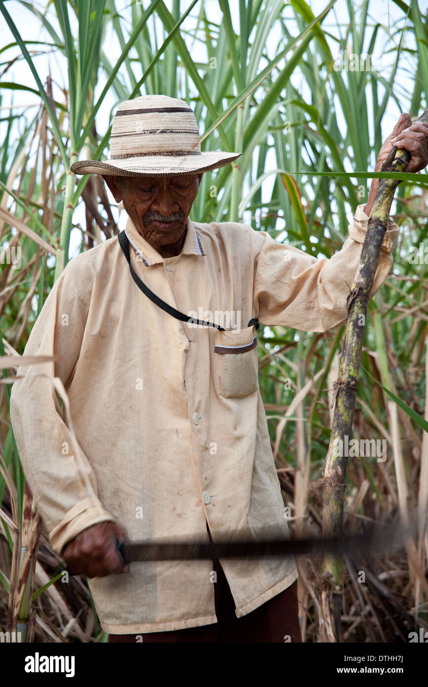 Il contadino panamense sta raccogliendo la canna da zucchero nella sua piccola fattoria a El Rosario vicino a Penonome nella provincia di Cocle, Repubblica di Panama, America Centrale. Foto Stock