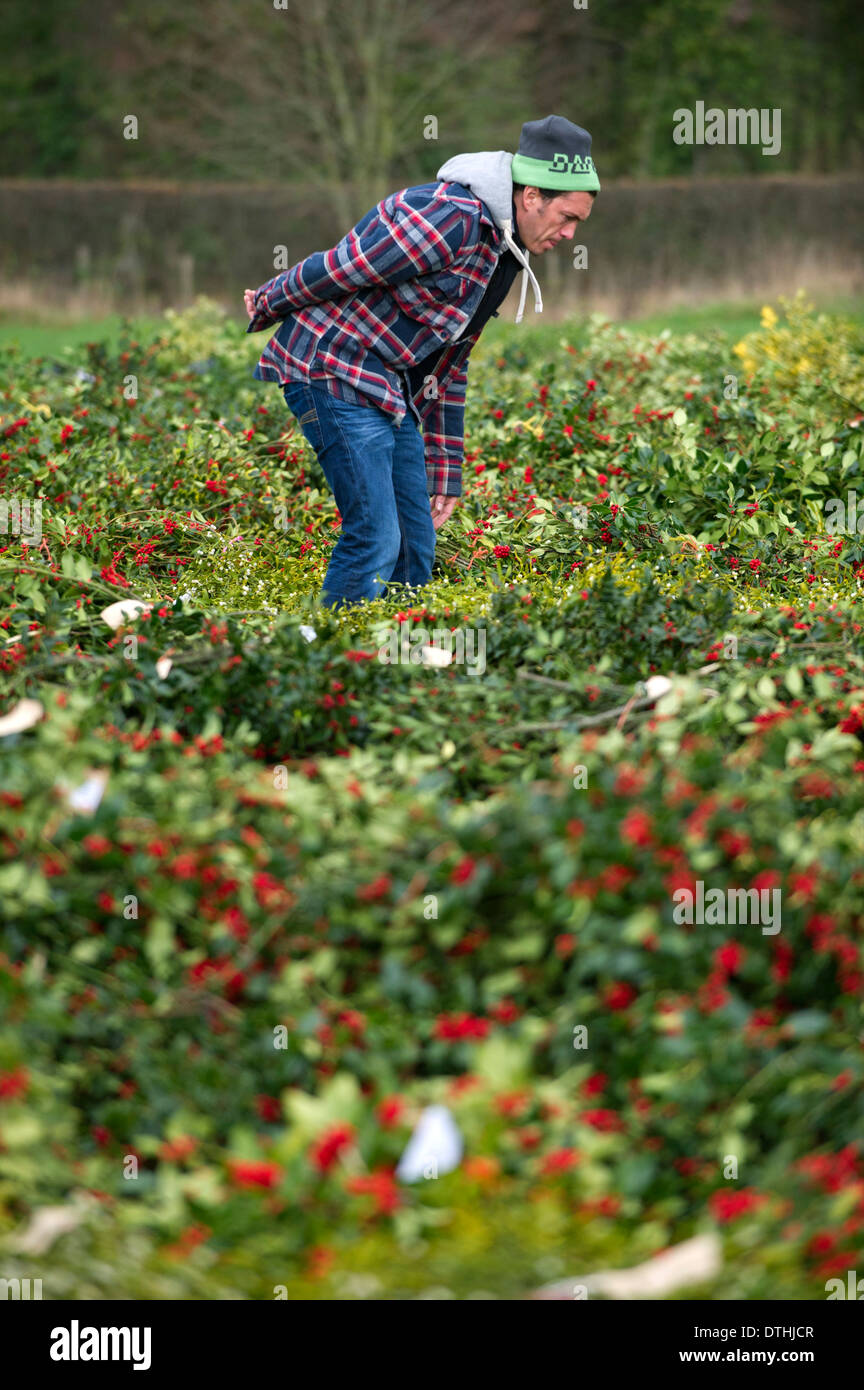 Tenbury Mistletoe & Holly Auction, una vendita annuale pre-natalizia dove vengono messe all'asta le piante da decorazione, il Babbo Natale Verde Foto Stock