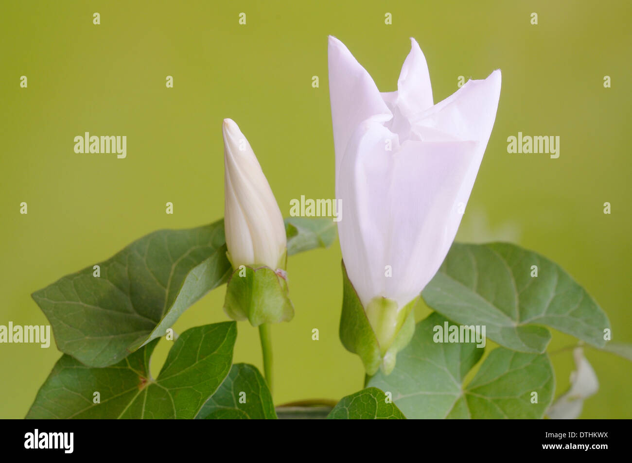Maggiore centinodia, Calystegia sepium (Convolvulaceae), ritratto del fiore viola con bel al di fuori della messa a fuoco lo sfondo. Foto Stock
