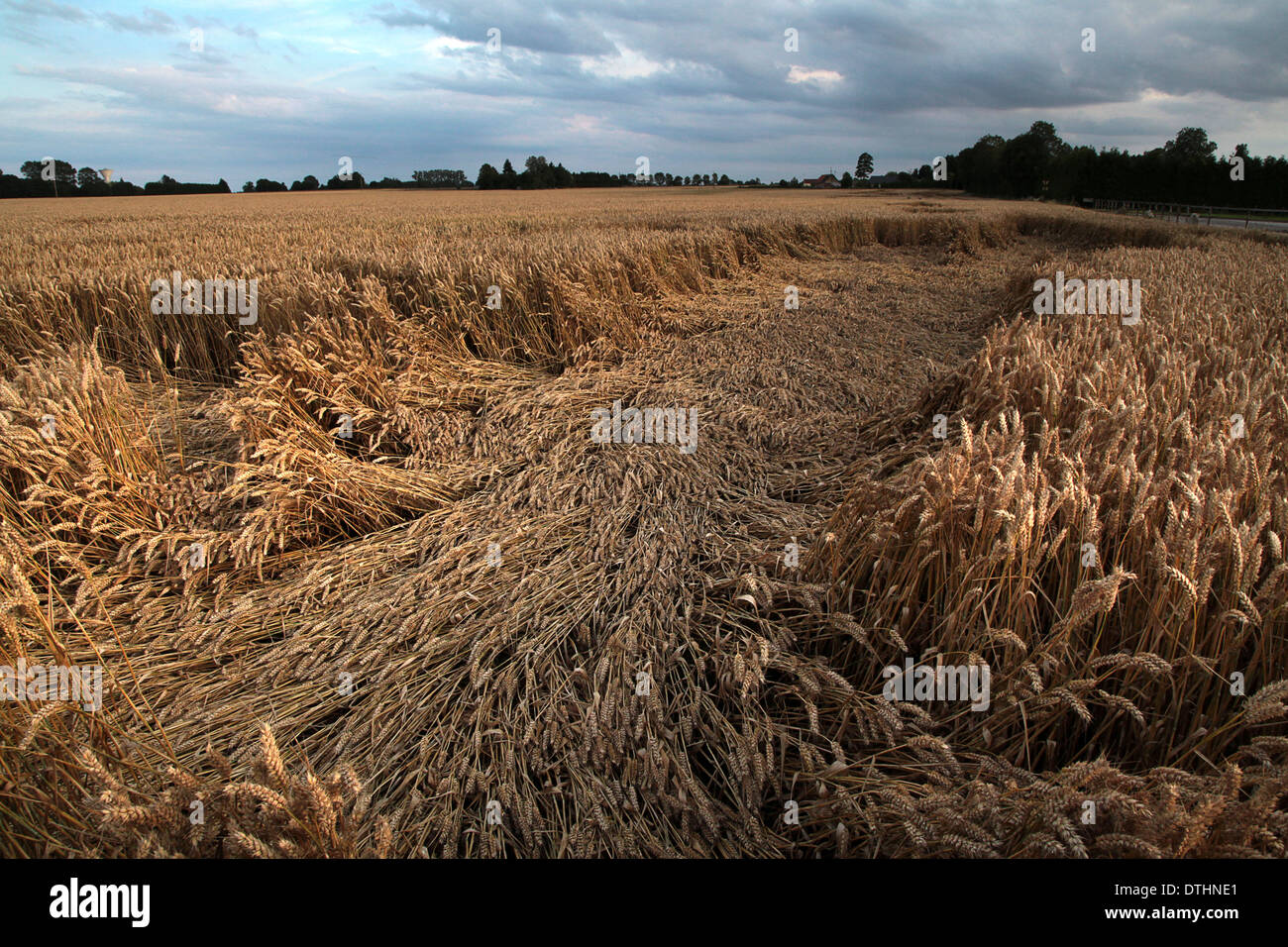 Campo di grano maturo, Lieurey, in Normandia, Francia, giorni prima di essere raccolti. Foto Stock