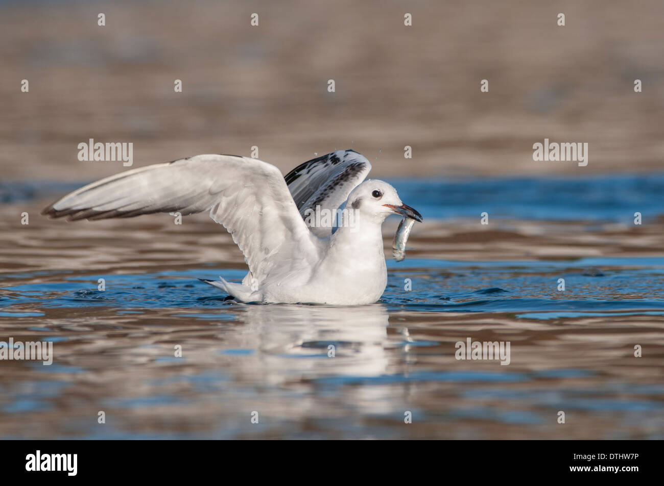 Bonaparte il gabbiano, Chroicocephalus philadelphia Foto Stock