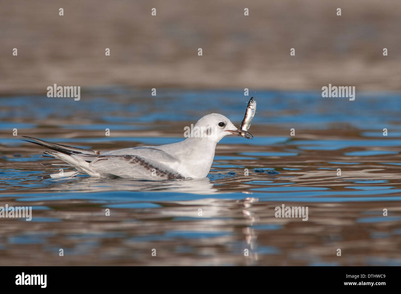 Bonaparte il gabbiano, Chroicocephalus philadelphia Foto Stock