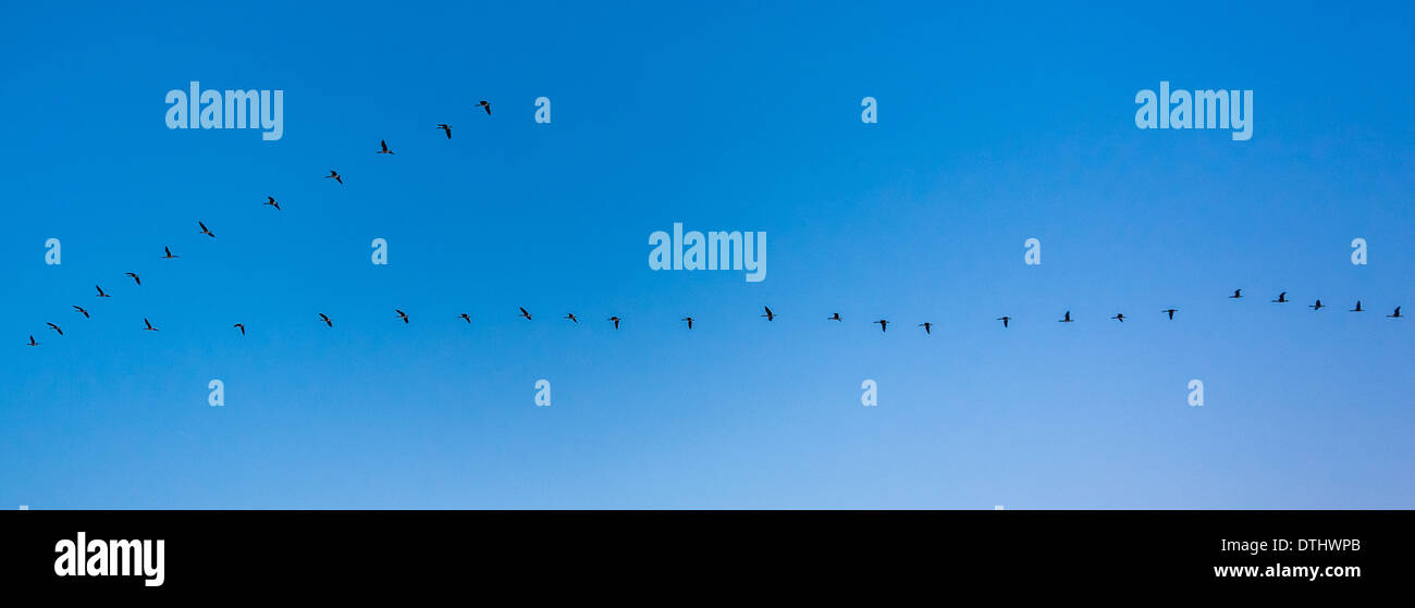 Stormo di uccelli. Foto Stock
