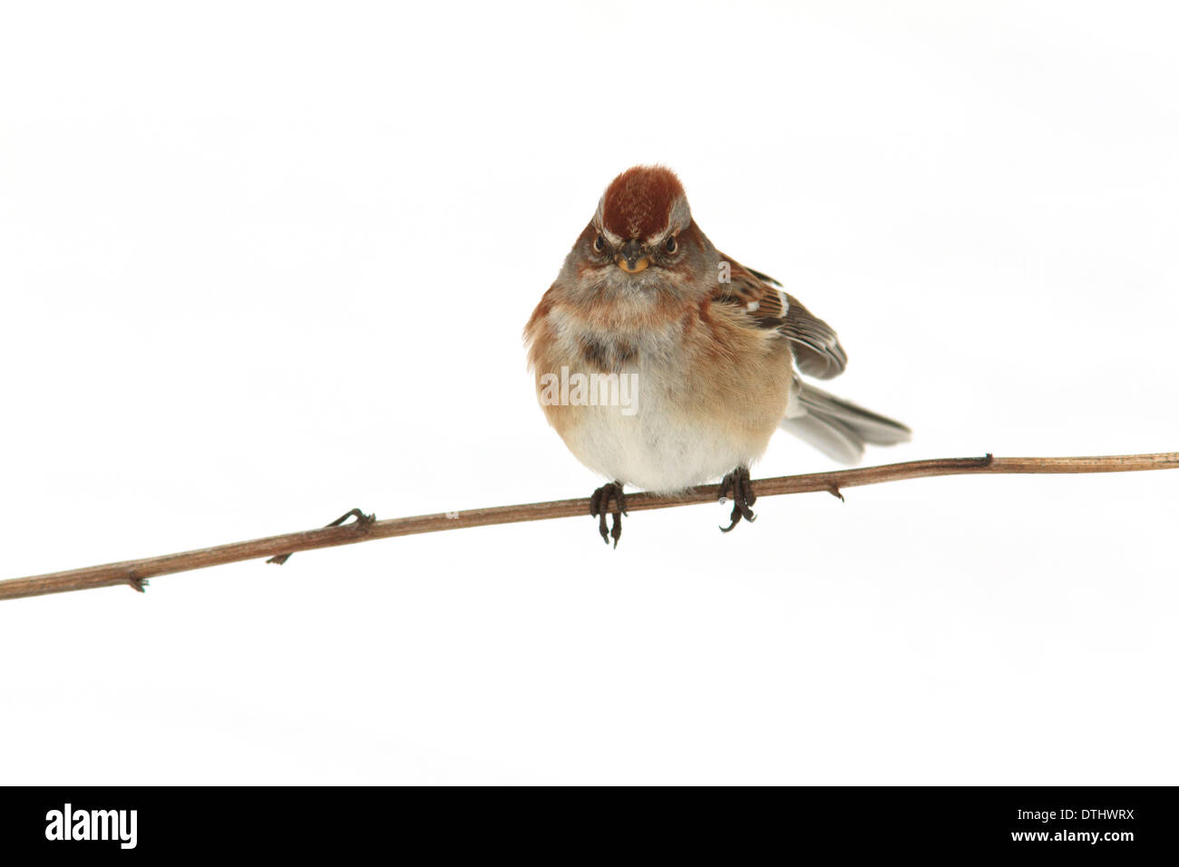 American tree sparrow (Spizella arborea) su un ramo di albero con neve dietro di esso. Foto Stock
