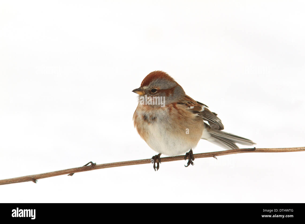 American tree sparrow (Spizella arborea) su un ramo di albero con neve dietro di esso. Foto Stock