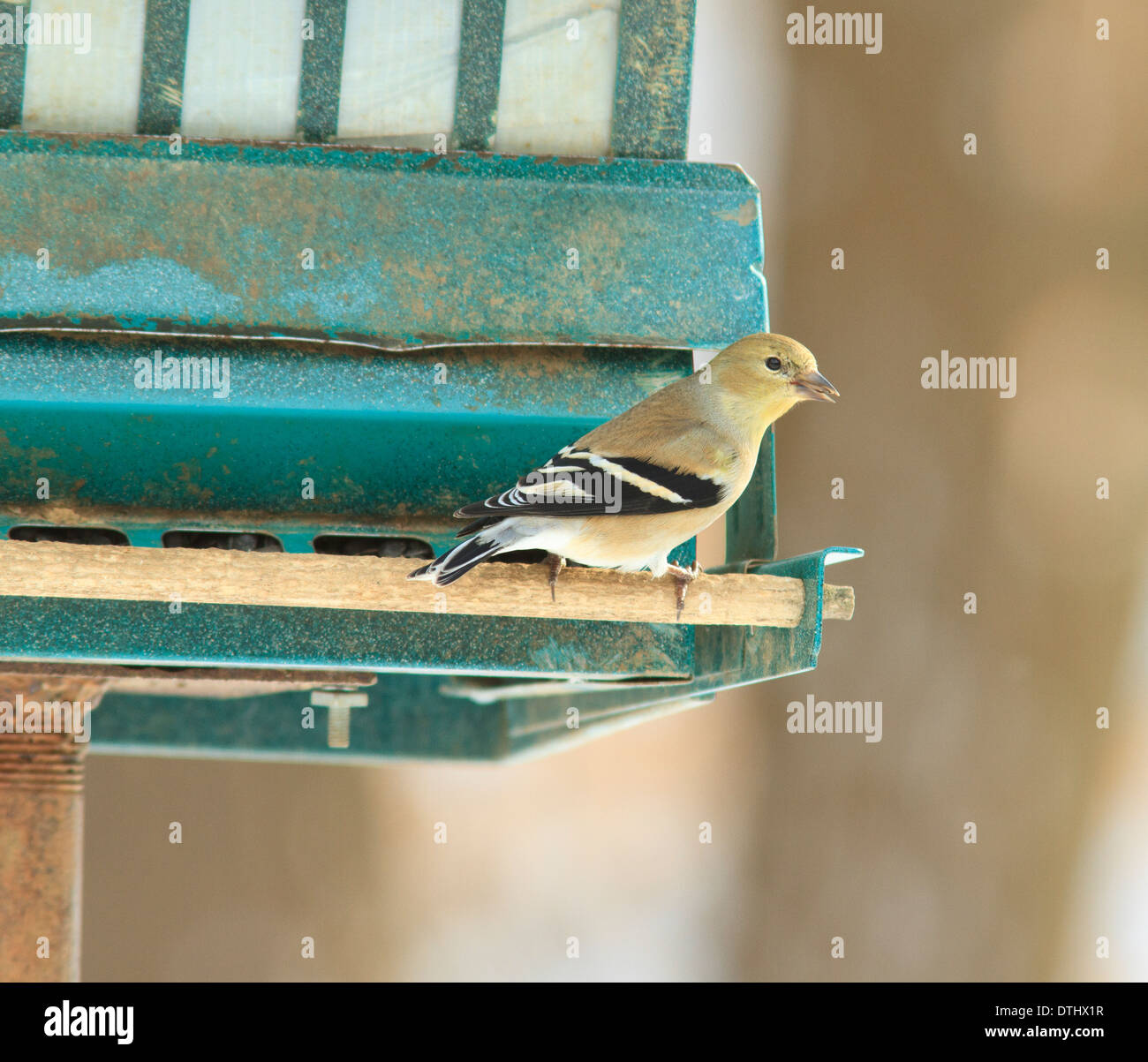 Cardellino femmina (Carduelis tristis) in inverno sul piumaggio bird feeder. Foto Stock