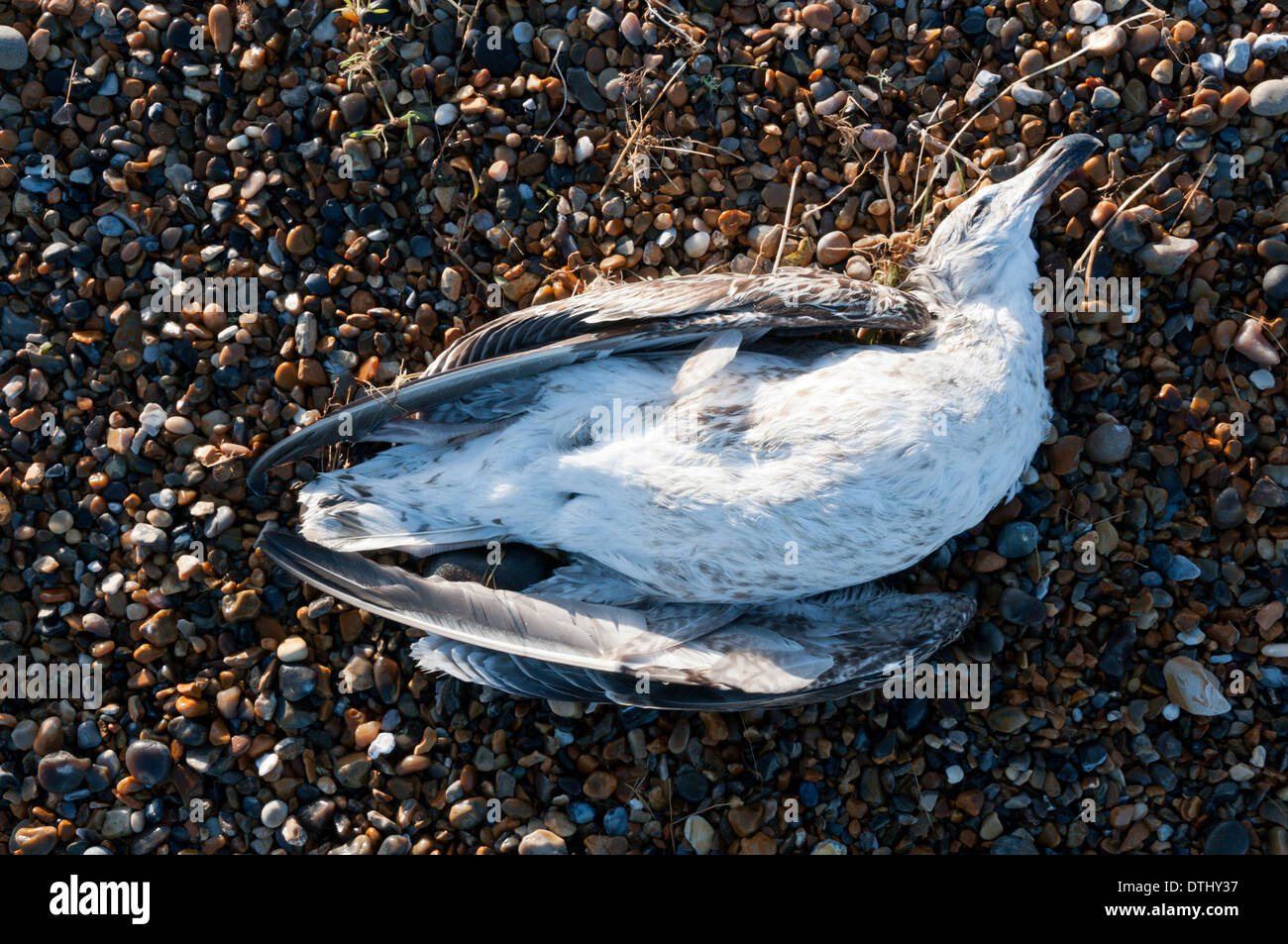 Il corpo di un gabbiano morto vicino a punto Blakeney in Norfolk. Probabilmente annegato nelle recenti tempeste. Foto Stock