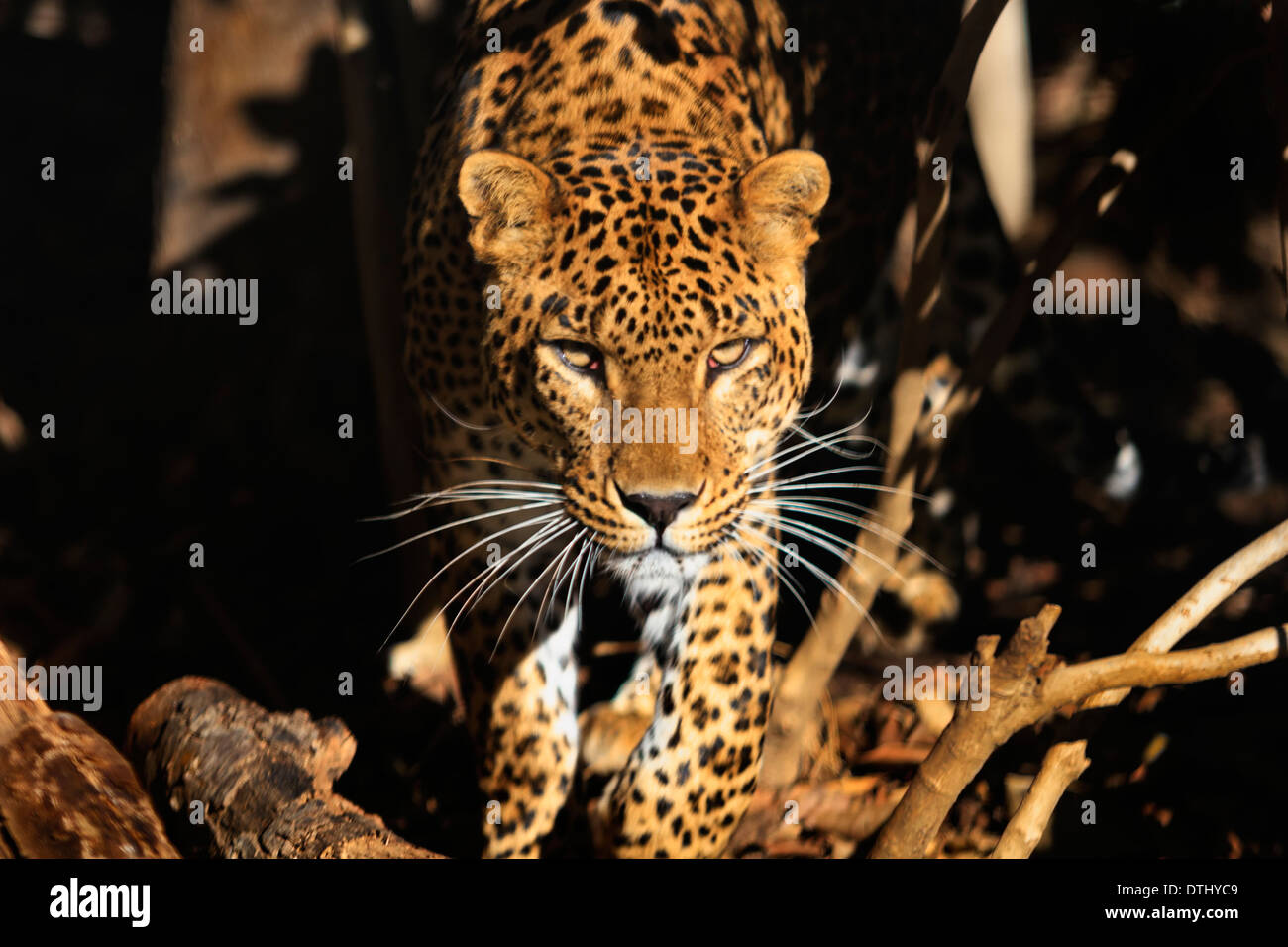 Caccia ritratto di Leopard Foto Stock