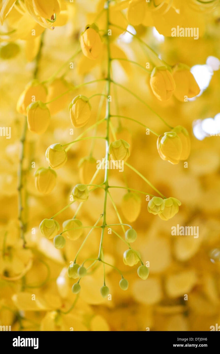 Cassia fistola, golden shower tree Foto Stock