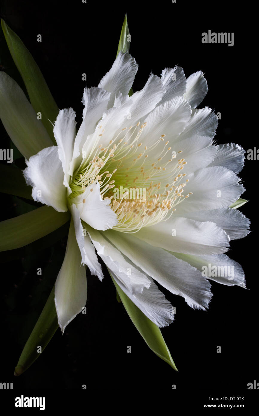 Cereus forbessi fiore di cactus Foto Stock