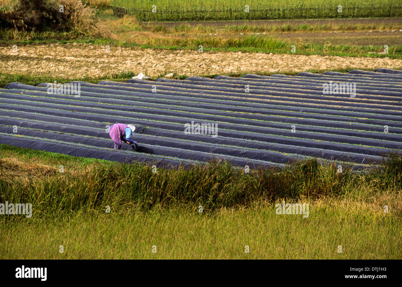 Orticoltura in Giappone alle coltivazioni in file protetti da fogli di film di polietilene Foto Stock