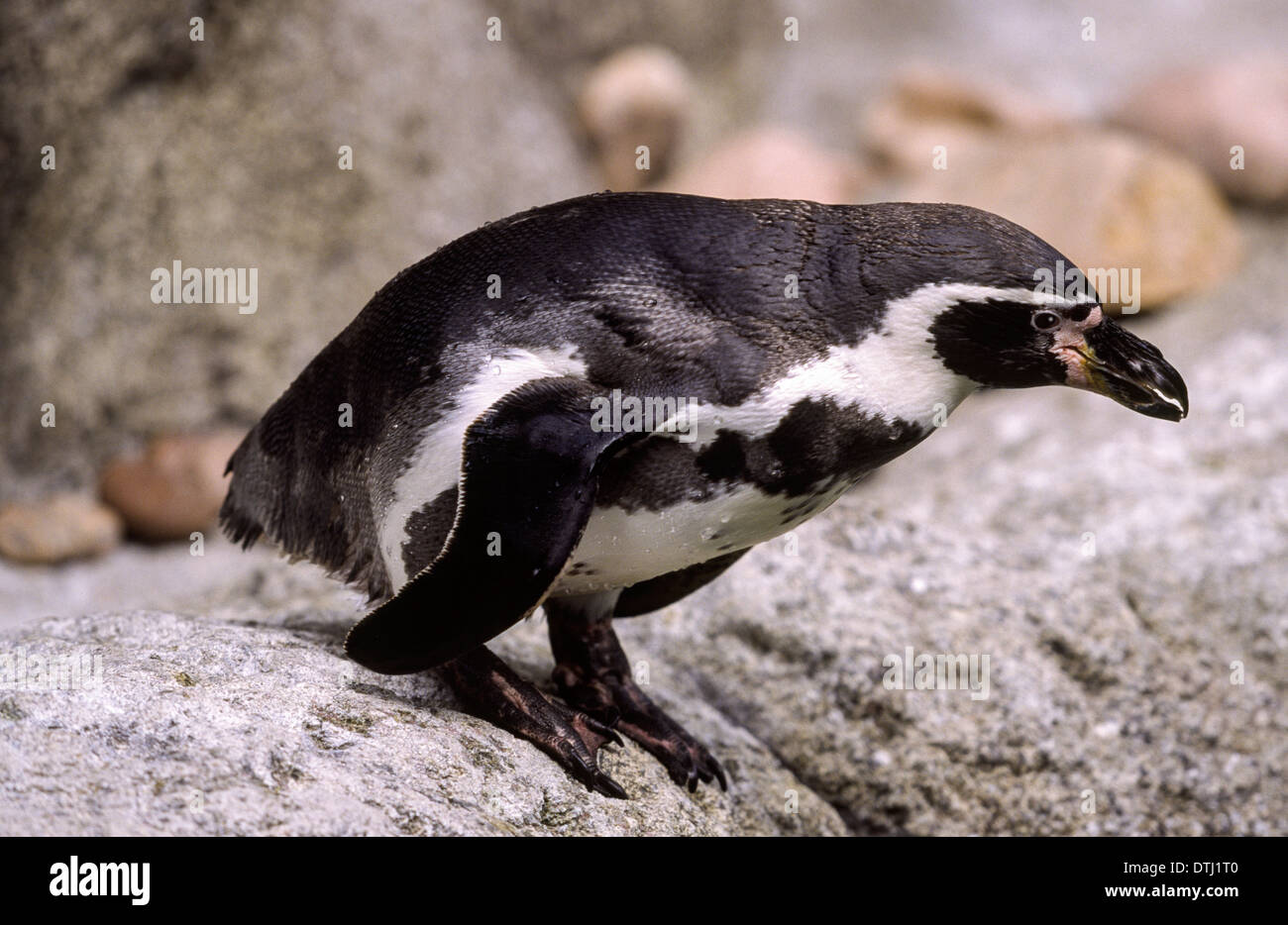 Africani o dei pinguini Jackass PENGUIN (Spheniscus demersus) su una roccia IN SUD AFRICA Foto Stock