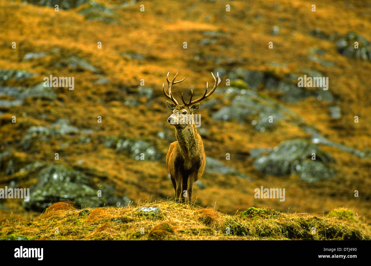 LONE Red Deer cervo (Cervus elaphus) costa ovest Highlands della Scozia Foto Stock