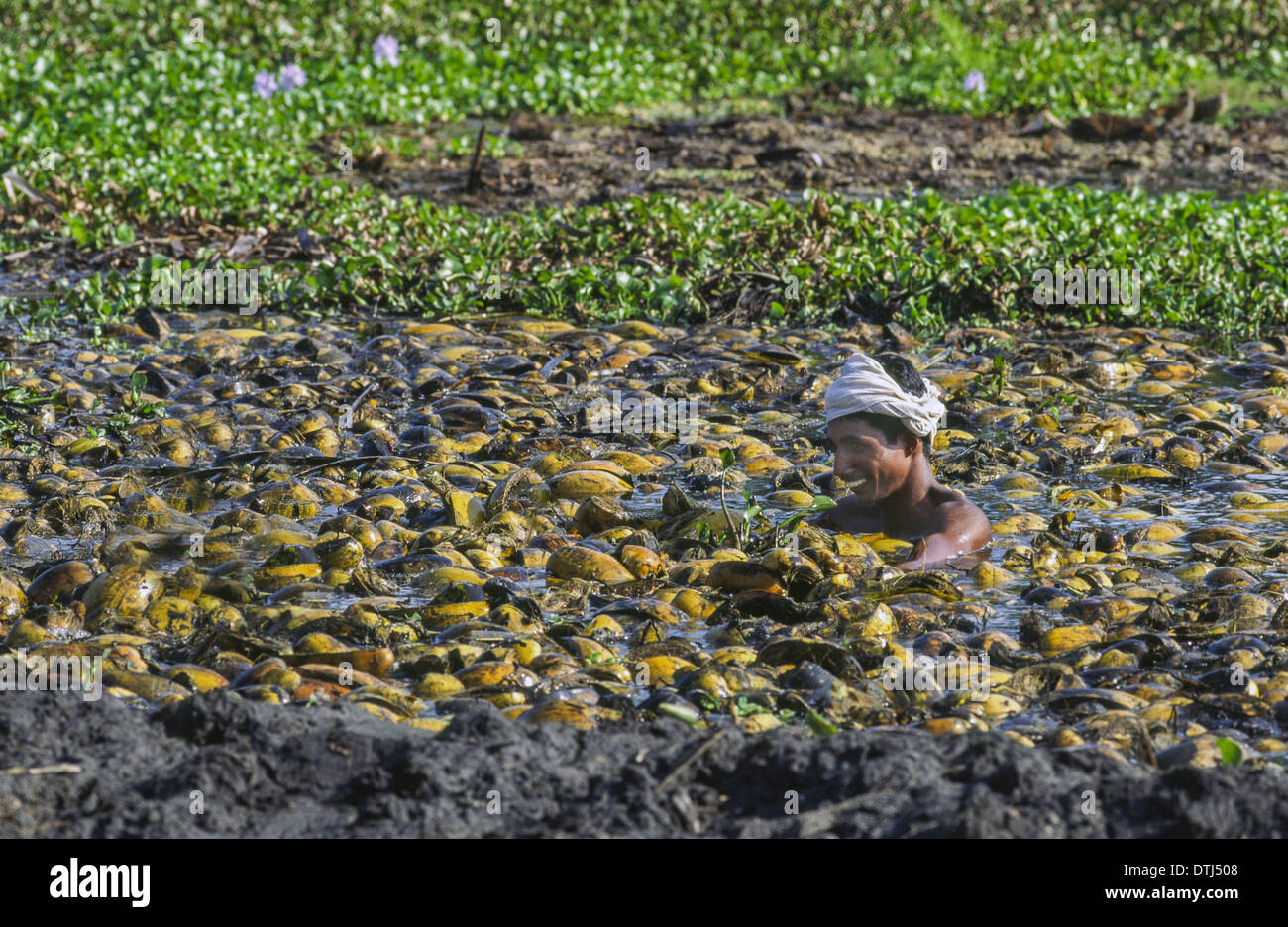 Uomo a nuotare in un laghetto IN KERALA INDIA ordinamento di gusci di noce di cocco per uso come fibre di cocco Foto Stock