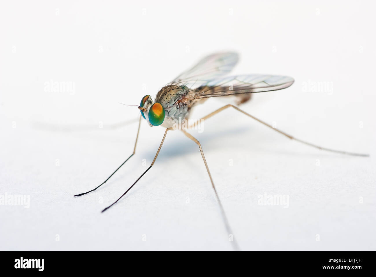 Extreme serie macro Foto Stock