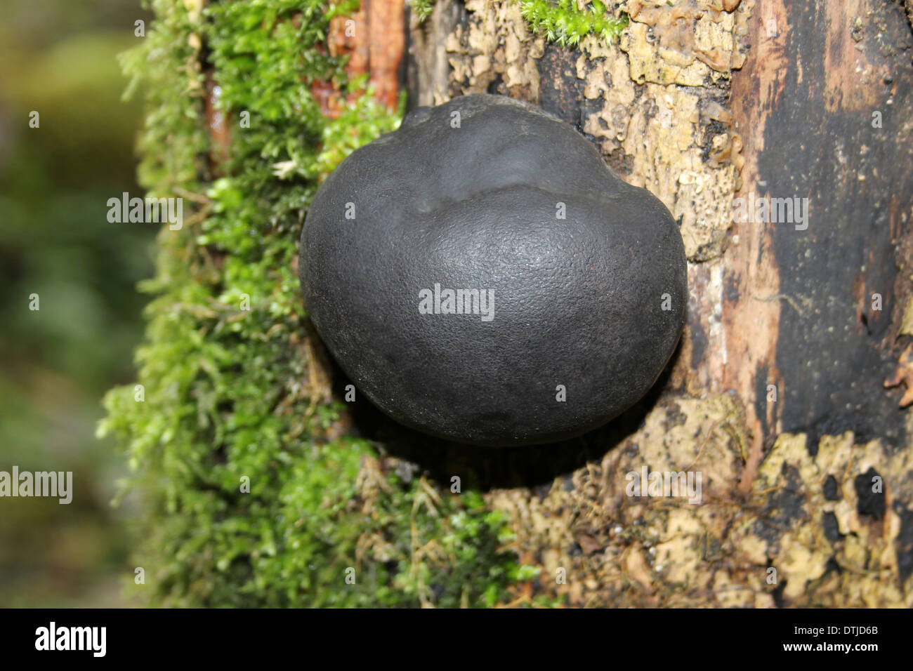 King Alfred Torta di funghi Daldinia concentrica Foto Stock