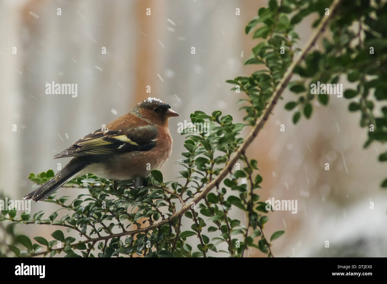 Chaffinch comune (fringilla coelebs) in tempo nevoso Foto Stock