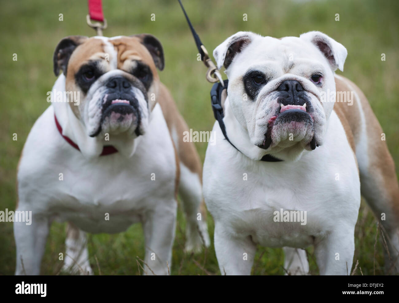 Due bianco e fulvo Bulldog inglese sulla porta a guardare in alto in Inghilterra Foto Stock