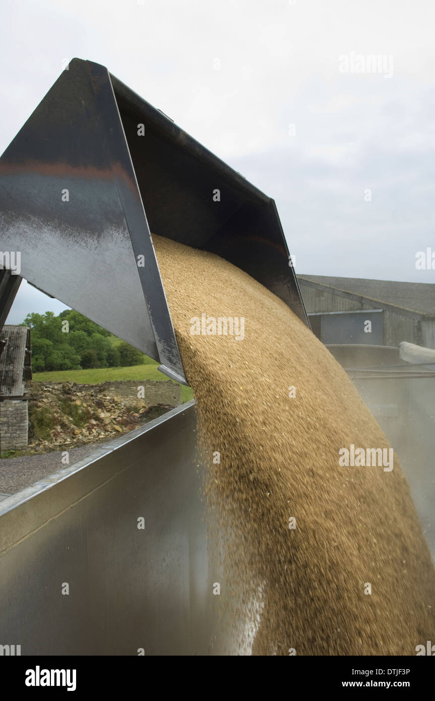 Raccolto di grano è versata in un rimorchio Gloucestershire in Inghilterra Foto Stock