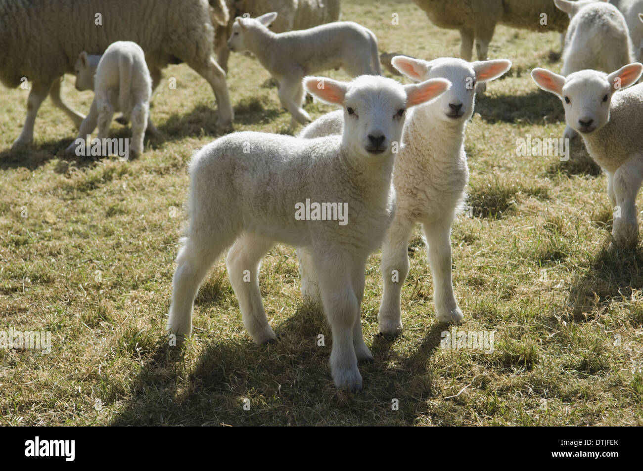 Bestiame di allevamento agnelli giovani nella primavera del campo pecore maturo Foto Stock