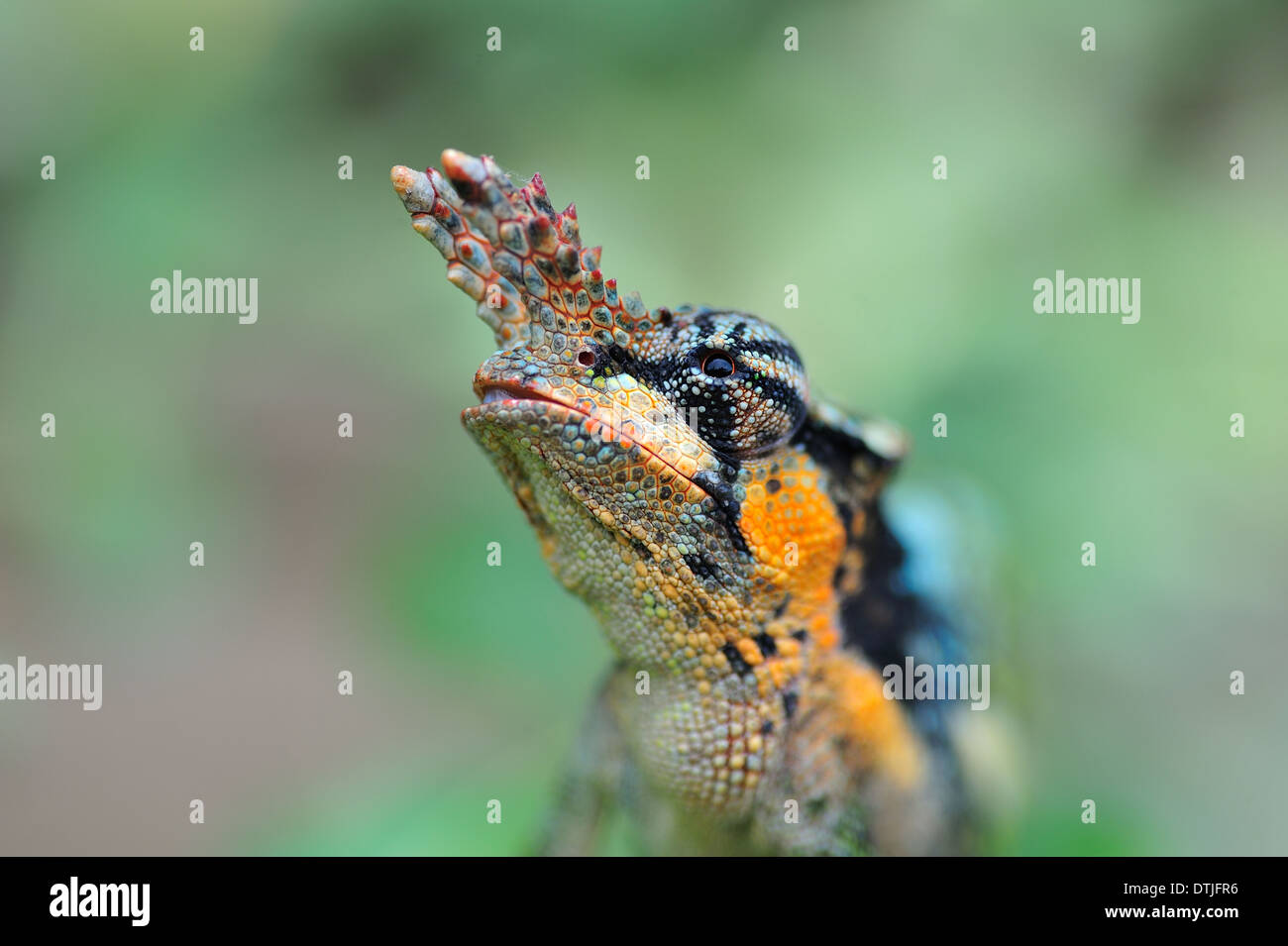 Due-cornuto camaleonte (close up) Foto Stock