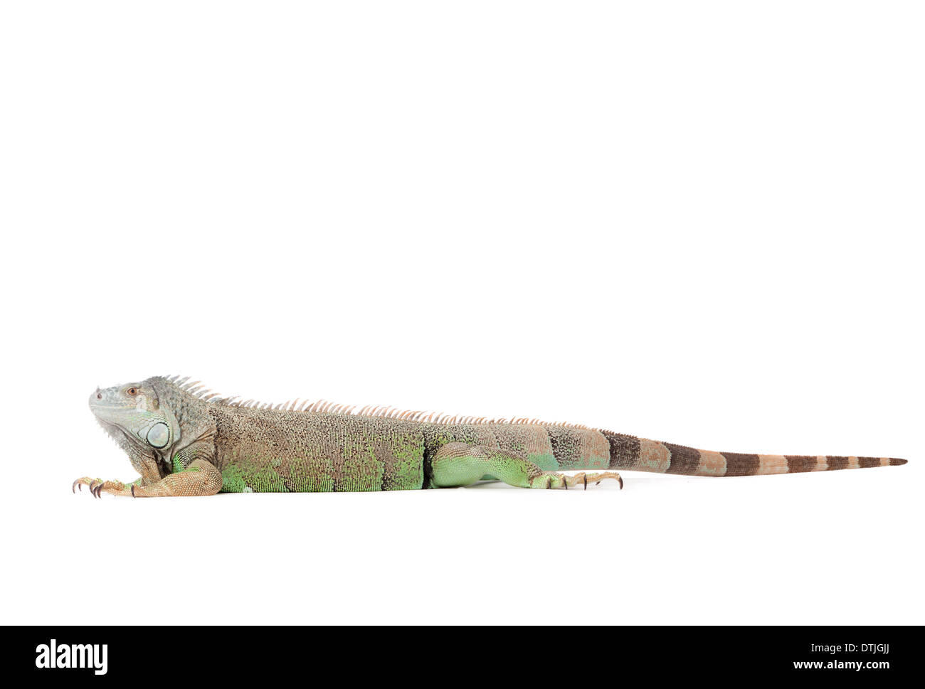 Giovani iguana in un bianco studio tempo havingnice Foto Stock