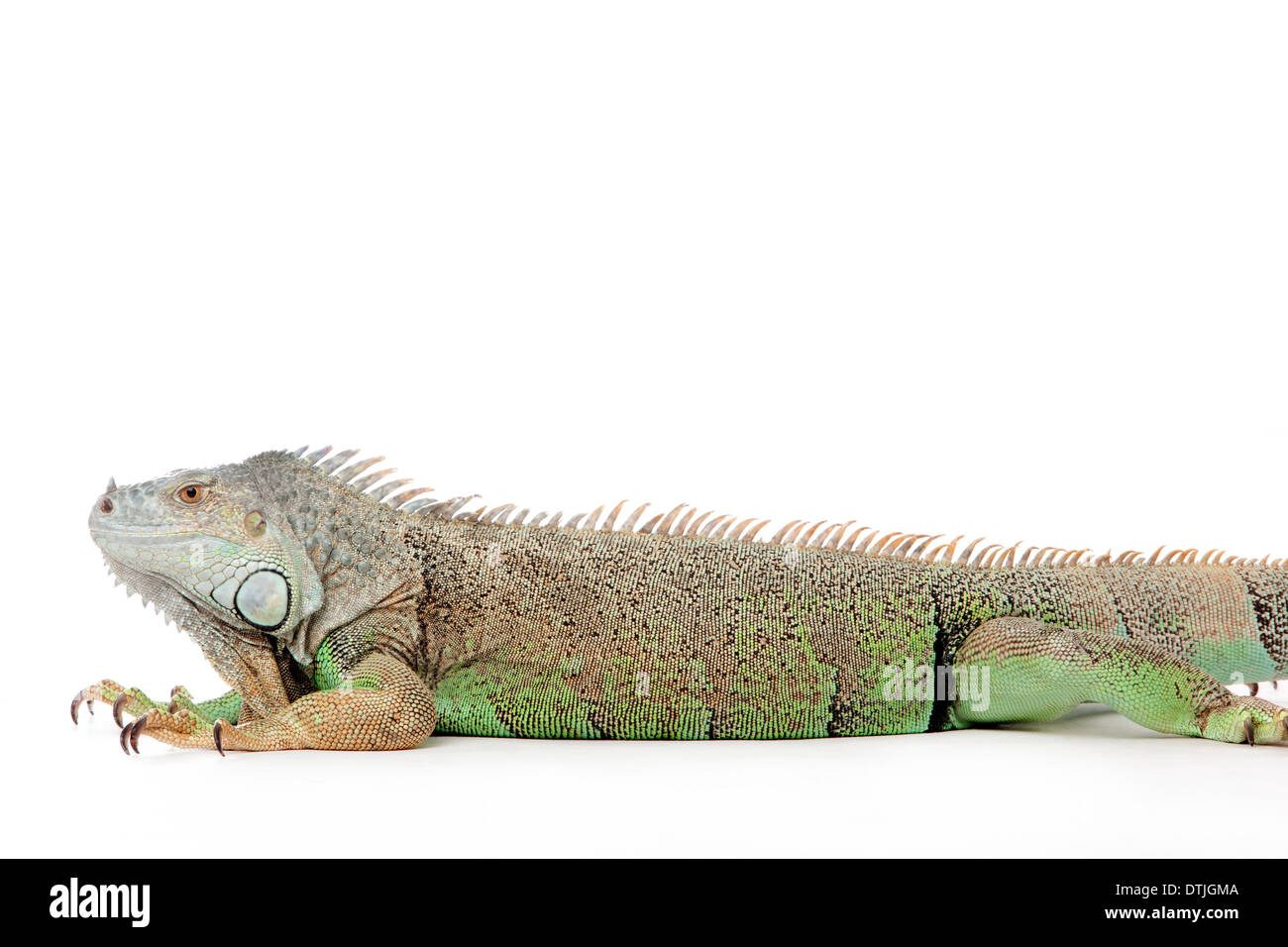 Giovani iguana in un bianco studio tempo havingnice Foto Stock