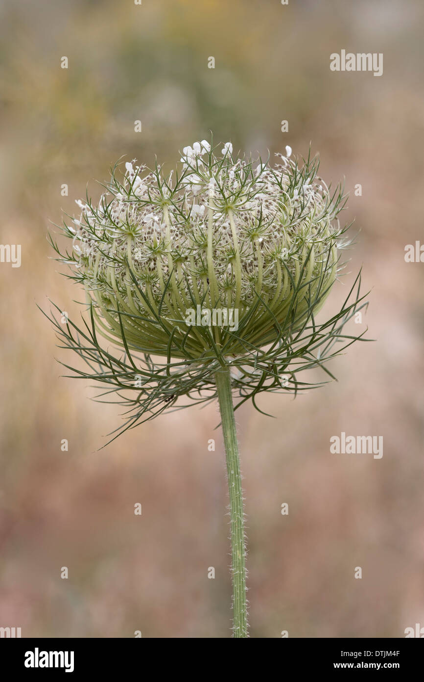 Wild carota o Queen Anne's pizzi o vescovo il laccio o Daucus carota Foto Stock