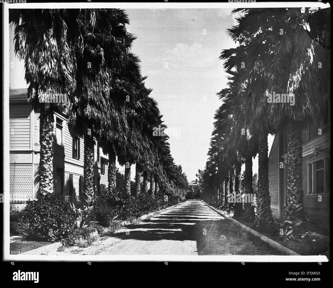 Una fotografia che mostra le palme che costeggiano Palm Avenue (Adams Street) nel 1905, catturando l'atmosfera suburbana dell'inizio del XX secolo. Foto Stock